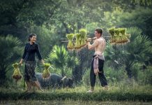 เกษตรอินทรีย์ ระบบการเกษตรแบบบูรณาการ เกษตรอินทรีย์