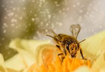 นมผึ้ง (Royal Jelly) กับสรรพคุณการยืดอายุเซลล์ผิว นมผึ้ง