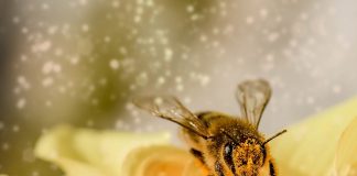 นมผึ้ง (Royal Jelly) กับสรรพคุณการยืดอายุเซลล์ผิว นมผึ้ง