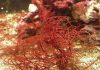 สารสกัด สาหร่ายสีแดง (Red Algae) ประโยชน์และสรรพคุณมีอะไรบ้าง สาหร่ายสีแดง