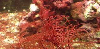 สารสกัด สาหร่ายสีแดง (Red Algae) ประโยชน์และสรรพคุณมีอะไรบ้าง สาหร่ายสีแดง
