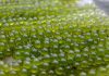 สาหร่ายพวงองุ่น (Sea Grapes) พวงเล็กแต่อัดแน่นไปด้วยประโยชน์และสารอาหาร สาหร่ายพวงองุ่น