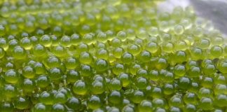 สาหร่ายพวงองุ่น (Sea Grapes) พวงเล็กแต่อัดแน่นไปด้วยประโยชน์และสารอาหาร สาหร่ายพวงองุ่น