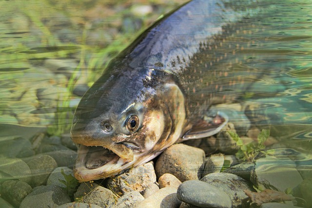 ปลาแซลมอน