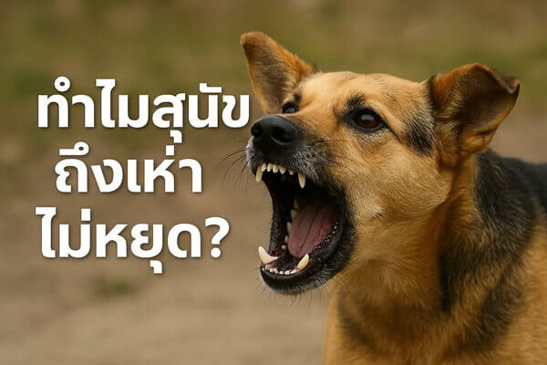 ทำไมสุนัขถึงเห่าไม่หยุด?
